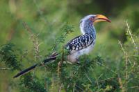 Kruger NP - Red Billed Hornbill